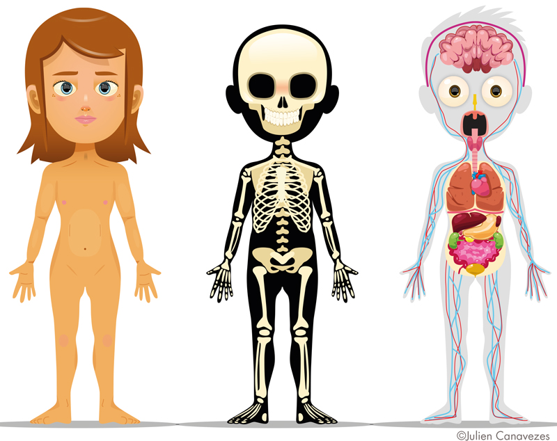 illustration du squelette et des organes du corps humain