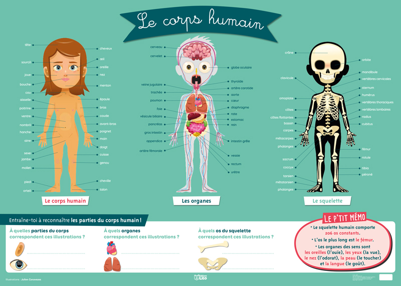 Poster médical du corps humain squelette et organes