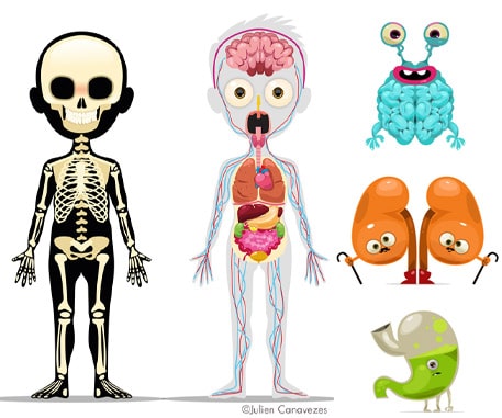 Illustrateur médical dessin d’organes et squelette du corps humain